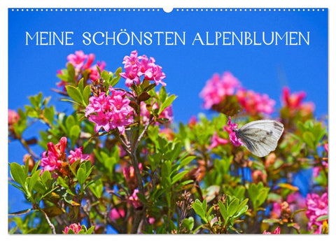 Meine schönsten Alpenblumen (Wandkalender 2026 DIN A2 quer), CALVENDO Monatskalender