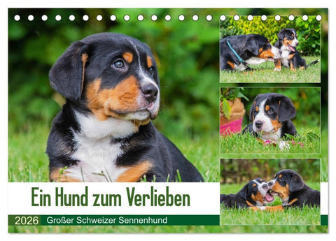 Ein Hund zum Verlieben - Großer Schweizer Sennenhund (Tischkalender 2026 DIN A5 quer), CALVENDO Monatskalender