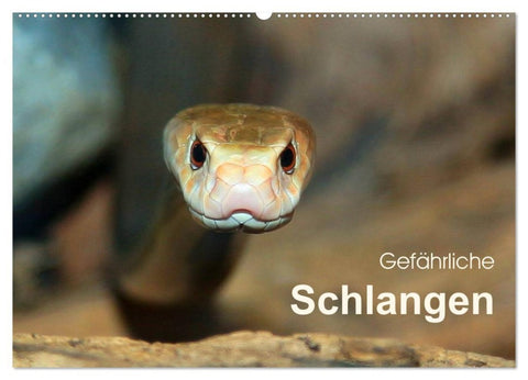 Gefährliche Schlangen (Wandkalender 2026 DIN A2 quer), CALVENDO Monatskalender