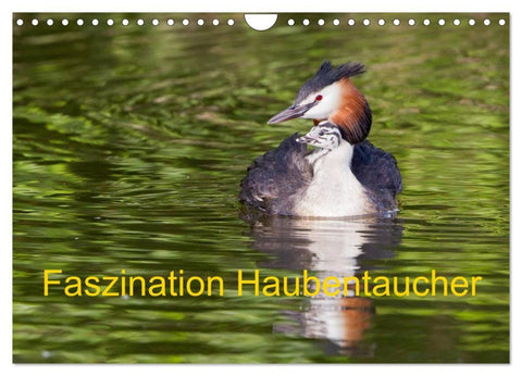 Faszination Haubentaucher (Wandkalender 2026 DIN A4 quer), CALVENDO Monatskalender