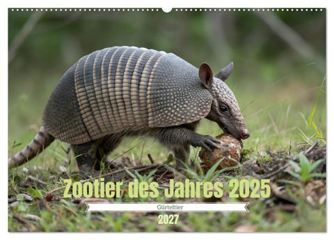Zootier des Jahres 2025 - Gürteltier (Wandkalender 2027 DIN A2 quer), CALVENDO Monatskalender