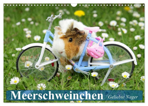 Meerschweinchen. Geliebte Nager (Wandkalender 2026 DIN A3 quer), CALVENDO Monatskalender