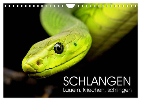 Schlangen. Lauern, kriechen, schlingen (Wandkalender 2027 DIN A4 quer), CALVENDO Monatskalender