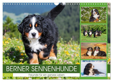Berner Sennenhunde - Freunde für ein ganzes Leben (Wandkalender 2027 DIN A3 quer), CALVENDO Monatskalender