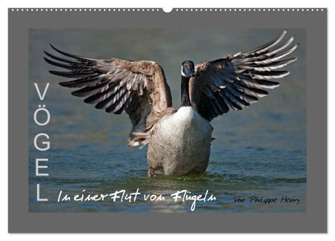 VÖGEL (Wandkalender 2027 DIN A2 quer), CALVENDO Monatskalender