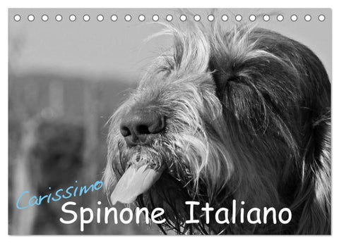 Carissimo Spinone Italiano (Tischkalender 2027 DIN A5 quer), CALVENDO Monatskalender