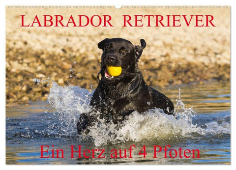 Labrador Retriever - ein Herz auf 4 Pfoten (Wandkalender 2027 DIN A2 quer), CALVENDO Monatskalender