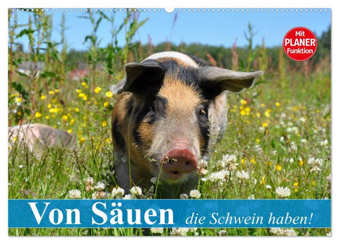 Von Säuen die Schwein haben! (Wandkalender 2026 DIN A2 quer), CALVENDO Monatskalender