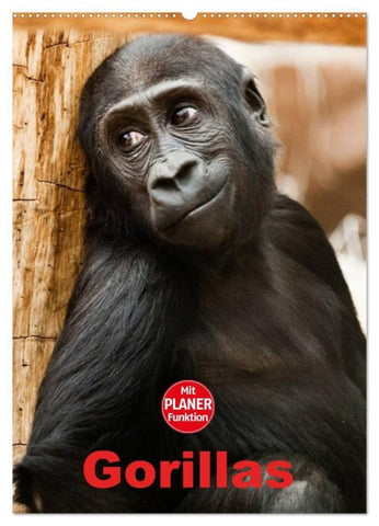 Gorillas (Wandkalender 2027 DIN A2 hoch), CALVENDO Monatskalender