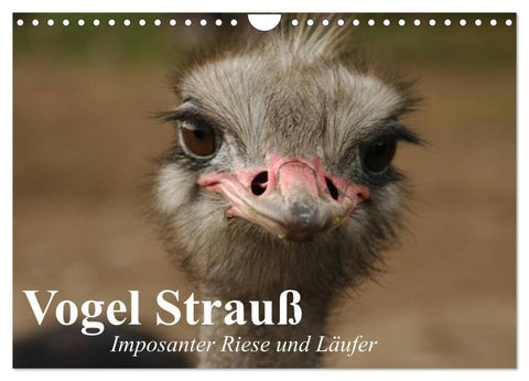 Vogel Strauß. Imposanter Riese und Läufer (Wandkalender 2027 DIN A4 quer), CALVENDO Monatskalender
