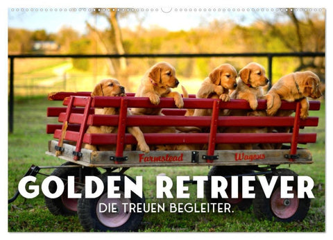 Golden Retriever - Die treuen Begleiter. (Wandkalender 2027 DIN A2 quer), CALVENDO Monatskalender