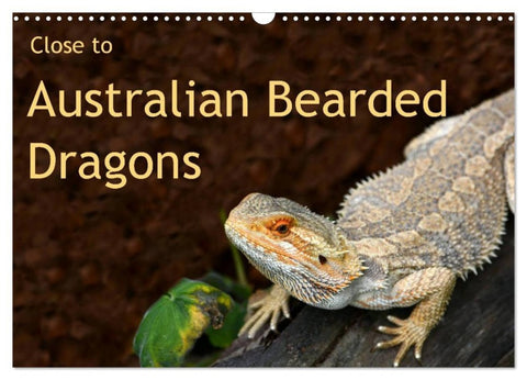 Close to Australian Bearded Dragons (Wall Calendar 2026 DIN A3 landscape), CALVENDO 12 Month Wall Calendar
