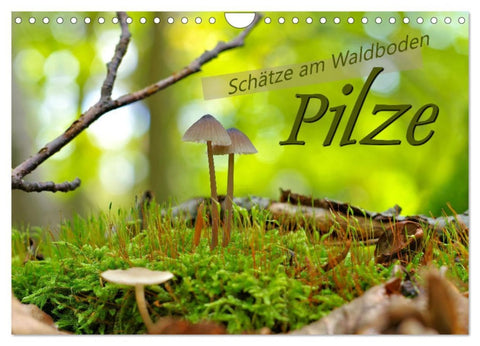Pilze - Schätze am Waldboden (Wandkalender 2026 DIN A4 quer), CALVENDO Monatskalender