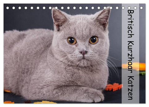 Britisch Kurzhaar Katzen (Tischkalender 2026 DIN A5 quer), CALVENDO Monatskalender