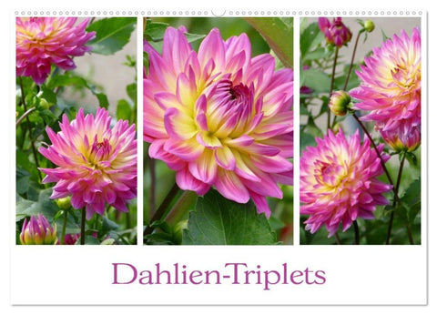 Dahlien-Triplets (Wandkalender 2027 DIN A2 quer), CALVENDO Monatskalender