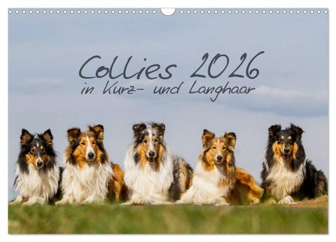 Collies 2026 in Kurz- und Langhaar (Wandkalender 2026 DIN A3 quer), CALVENDO Monatskalender