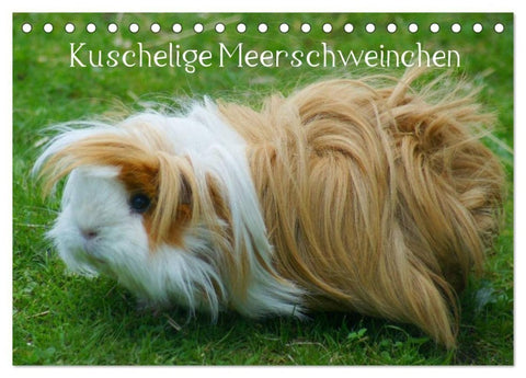 Kuschelige Meerschweinchen (Tischkalender 2027 DIN A5 quer), CALVENDO Monatskalender
