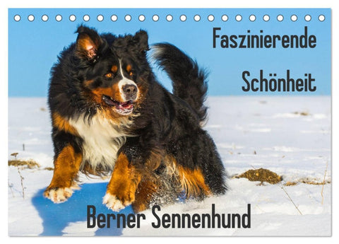 Faszinierende Schönheit Berner Sennenhund (Tischkalender 2026 DIN A5 quer), CALVENDO Monatskalender