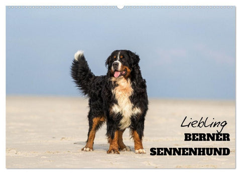 Liebling BERNER SENNENHUND (Wandkalender 2027 DIN A2 quer), CALVENDO Monatskalender