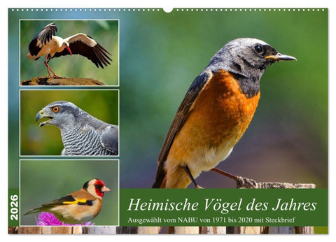 Heimische Vögel des Jahres (Wandkalender 2026 DIN A2 quer), CALVENDO Monatskalender