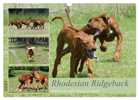 Rhodesian Ridgeback - Halbstarke außer Rand und Band (Wandkalender 2027 DIN A3 quer), CALVENDO Monatskalender