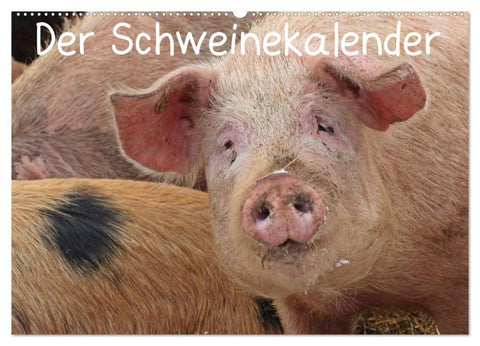 Der Schweinekalender (Wandkalender 2026 DIN A2 quer), CALVENDO Monatskalender