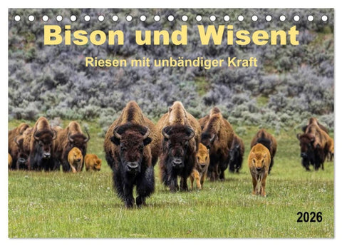 Bison und Wisent - Riesen mit unbändiger Kraft (Tischkalender 2026 DIN A5 quer), CALVENDO Monatskalender