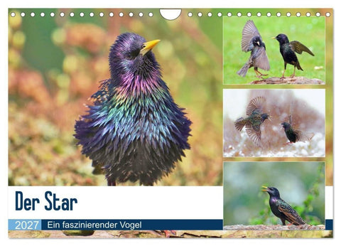 Der Star (Wandkalender 2027 DIN A4 quer), CALVENDO Monatskalender