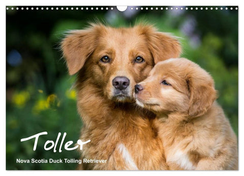 Toller - Nova Scotia Duck Tolling Retriever (Wandkalender 2026 DIN A3 quer), CALVENDO Monatskalender