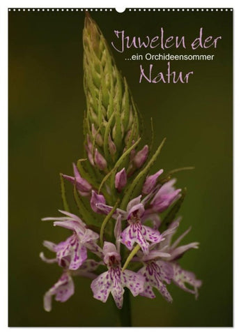 Juwelen der Natur - Ein Orchideensommer (Wandkalender 2027 DIN A2 hoch), CALVENDO Monatskalender