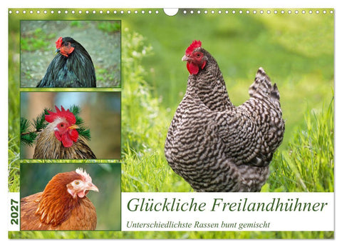 Glückliche Freilandhühner (Wandkalender 2027 DIN A3 quer), CALVENDO Monatskalender