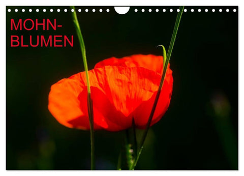 Mohnblumen (Wandkalender 2026 DIN A4 quer), CALVENDO Monatskalender
