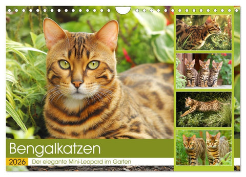 Bengalkatzen. Der elegante Mini-Leopard im Garten (Wandkalender 2026 DIN A4 quer), CALVENDO Monatskalender