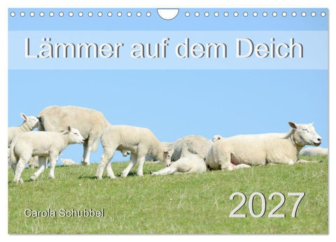 Lämmer auf dem Deich (Wandkalender 2027 DIN A4 quer), CALVENDO Monatskalender