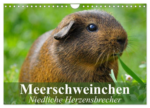 Meerschweinchen Niedliche Herzensbrecher (Wandkalender 2026 DIN A4 quer), CALVENDO Monatskalender