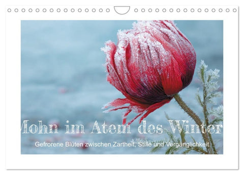 Mohn im Atem des Winters (Wandkalender 2027 DIN A4 quer), CALVENDO Monatskalender