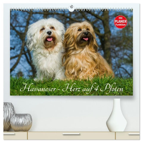 Havaneser - Herz auf 4 Pfoten (hochwertiger Premium Wandkalender 2026 DIN A2 quer), Kunstdruck in Hochglanz