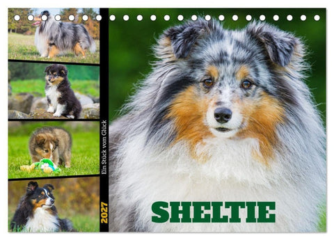 Sheltie - Ein Stück vom Glück (Tischkalender 2027 DIN A5 quer), CALVENDO Monatskalender