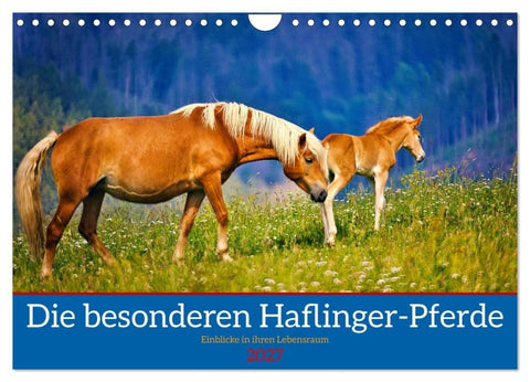 Die besonderen Haflinger-Pferde (Wandkalender 2027 DIN A4 quer), CALVENDO Monatskalender