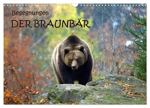 Begegnungen DER BRAUNBÄR (Wandkalender 2026 DIN A3 quer), CALVENDO Monatskalender