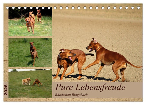 Rhodesian Ridgeback, Pure Lebensfreude (Tischkalender 2026 DIN A5 quer), CALVENDO Monatskalender