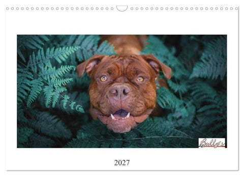 Wunderschöne Bulldoggen (Wandkalender 2027 DIN A3 quer), CALVENDO Monatskalender