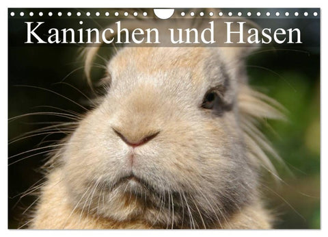 Kaninchen und Hasen (Wandkalender 2027 DIN A4 quer), CALVENDO Monatskalender