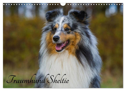 Traumhund Sheltie (Wandkalender 2026 DIN A3 quer), CALVENDO Monatskalender
