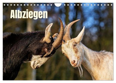 Albziegen (Wandkalender 2027 DIN A4 quer), CALVENDO Monatskalender