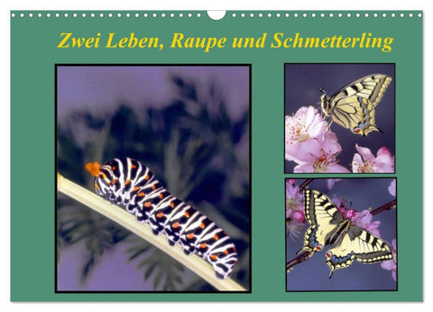 Zwei Leben, Raupe und Schmetterling (Wandkalender 2026 DIN A3 quer), CALVENDO Monatskalender