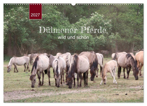 Dülmener Pferde, wild und schön (Wandkalender 2027 DIN A2 quer), CALVENDO Monatskalender