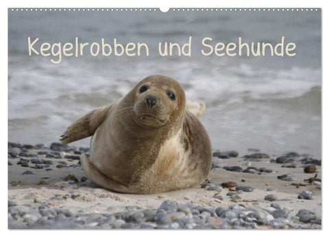 Kegelrobben und Seehunde (Wandkalender 2027 DIN A2 quer), CALVENDO Monatskalender