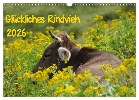 Glückliches Rindvieh 2026 (Wandkalender 2026 DIN A3 quer), CALVENDO Monatskalender