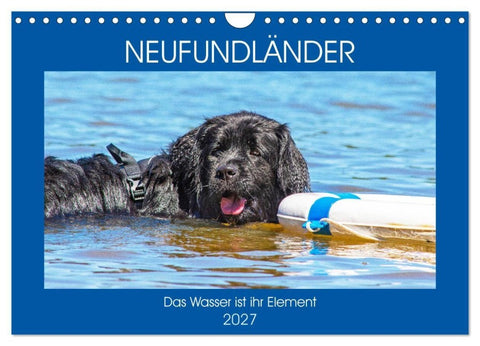 Neufundländer - Das Wasser ist ihr Element (Wandkalender 2027 DIN A4 quer), CALVENDO Monatskalender